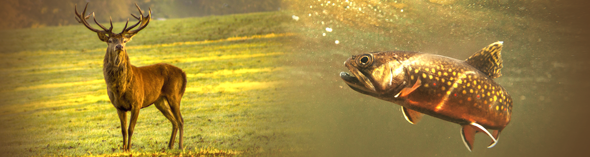 Wildlife-Fisheries Biology