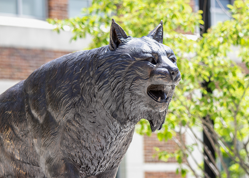 Are you destined to be a Bobcat-APPLY NOW (image of Bobcat statue)