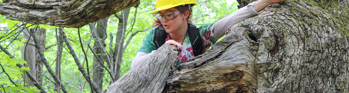 Forestry Minor