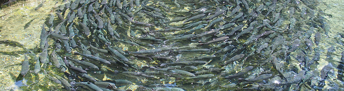 Wildlife and Fisheries