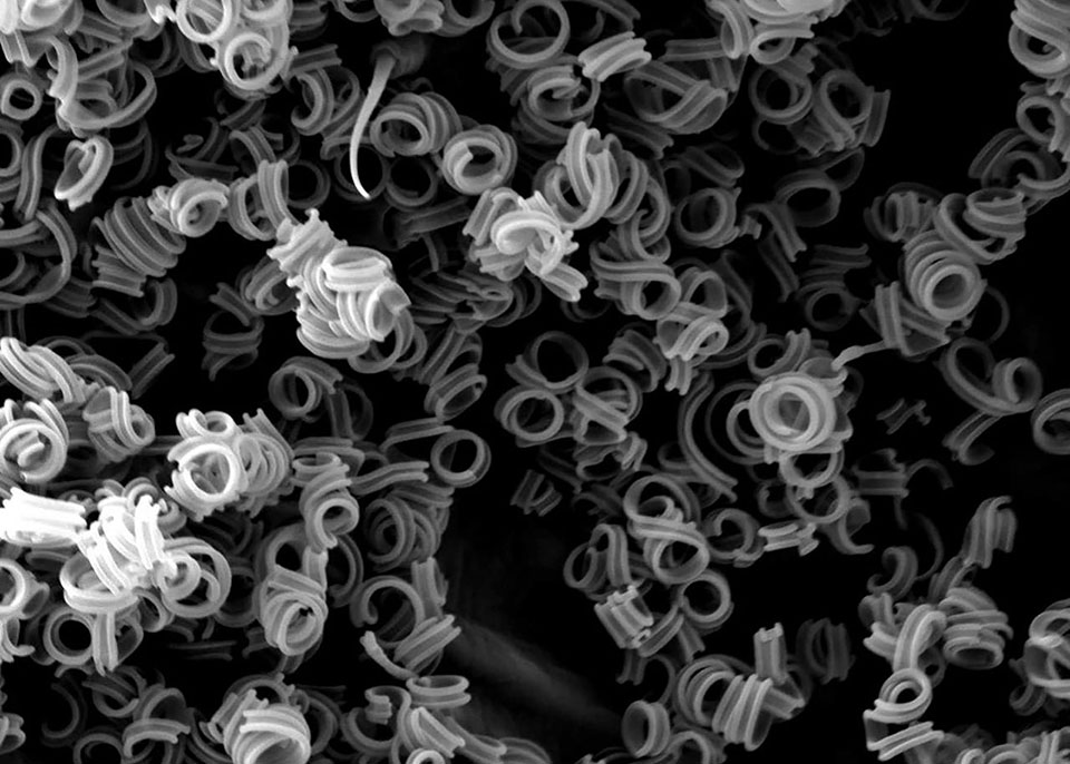 Bioart Photo