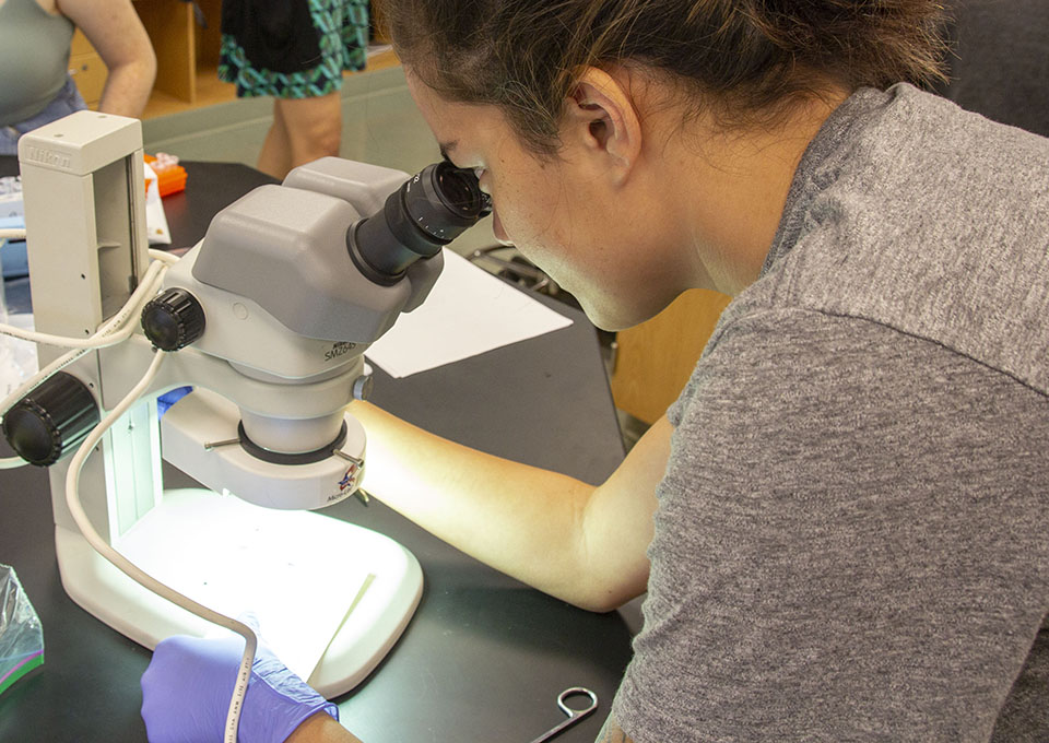 female student looking into microscope to identify a tick