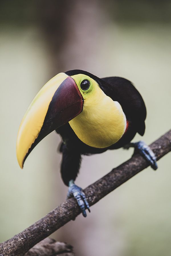 Costa Rica- Pura Vida Trip, Summer 2022