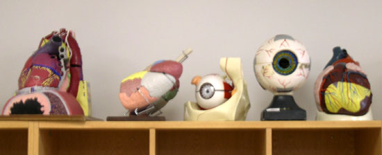 Anatomy and Physiology Lab