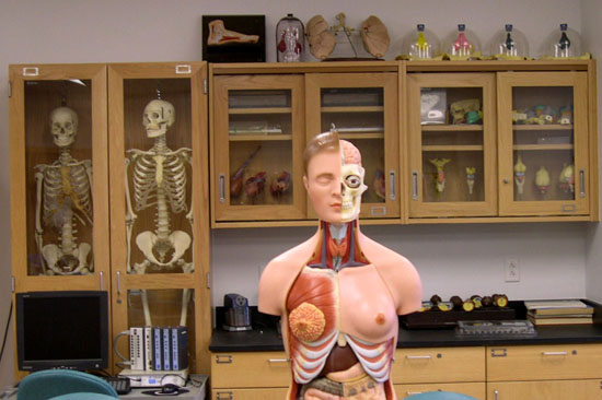 Anatomy and Physiology Lab