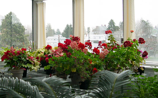 Greenhouse