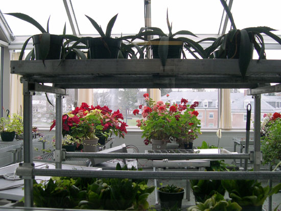Greenhouse