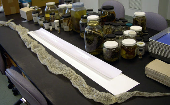 Herpetology, Ichthyology, Fisheries Lab 