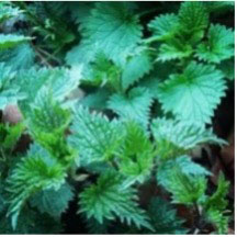 plant medicine