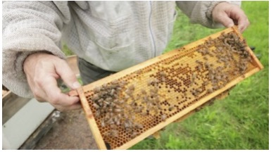 pollinators