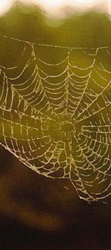 Spider Web