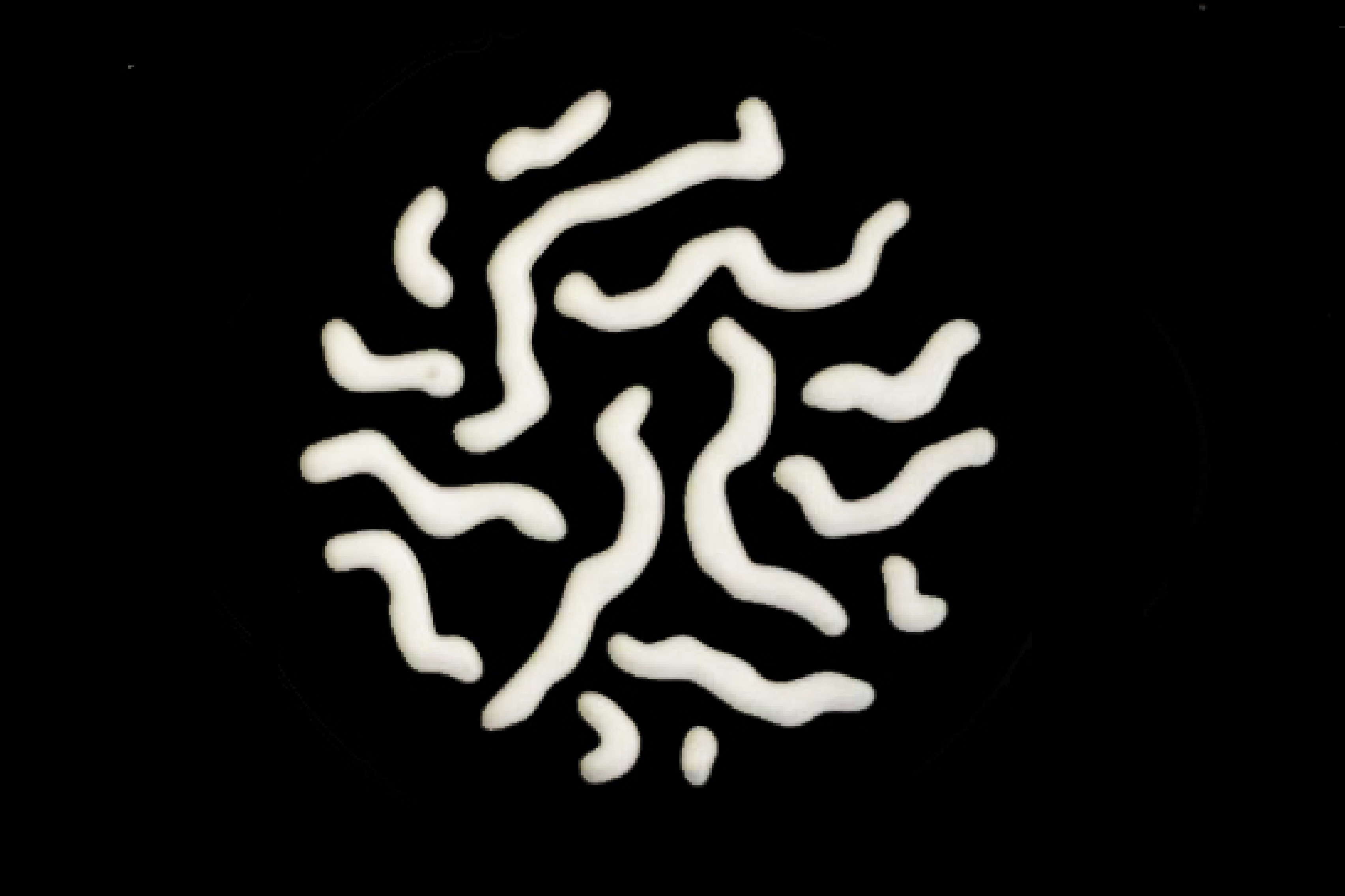 Worms Gobo