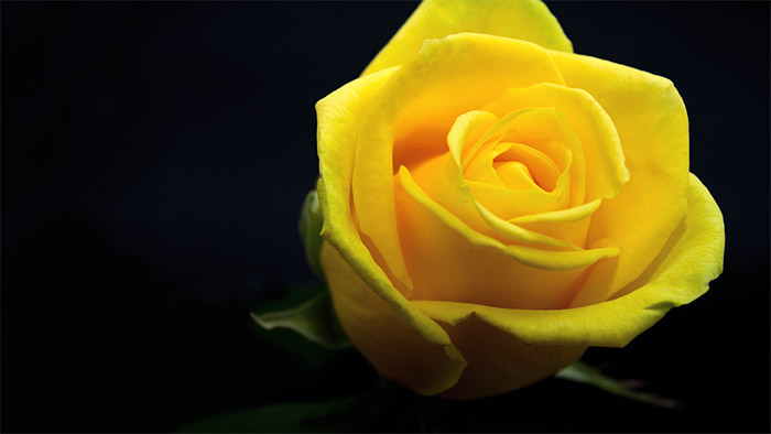 close up of yellow rose; black background