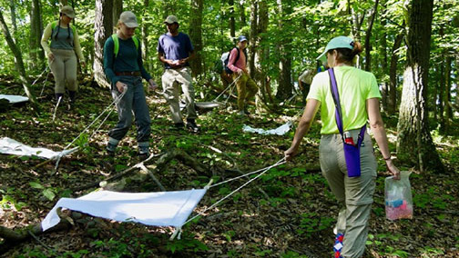 Dragging for ticks